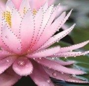 Наборы для творчества Crystal Art