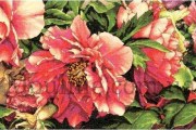 70-35298 Набір для вишивання хрестом, DIMENSIONS Coral Peonies "Коралові піони"