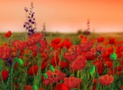 АК3-008 Червона зоря. А-строчка. Схема на тканині для вишивання бісером