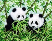 АК3-010 Панди. А-строчка. Схема на тканині для вишивання бісером